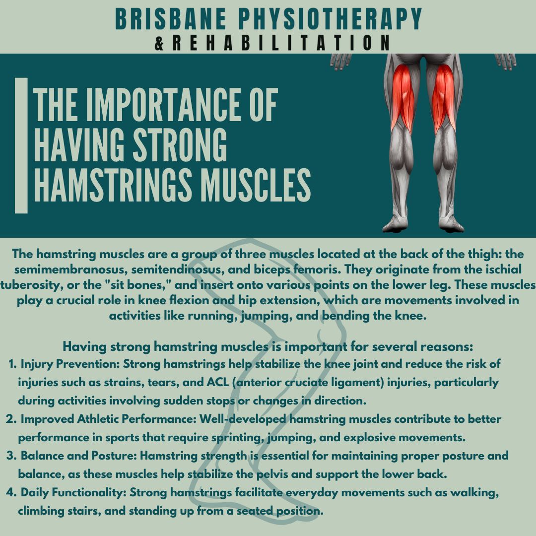 The Importance of having Strong Hamstring Muscles Brisbane Physiotherapy